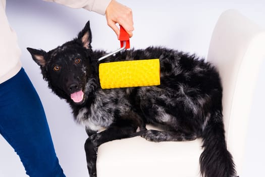 Man painting his dog doing renovation work in room. Good relationship between dog and his owner