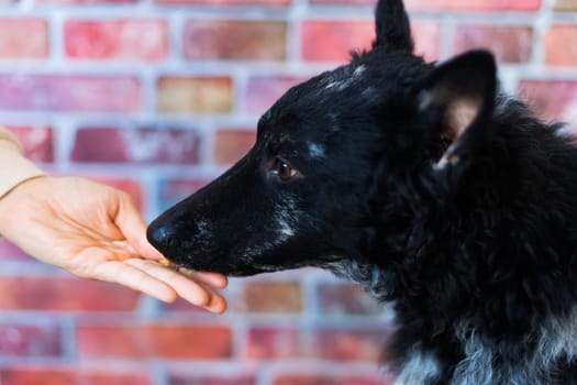 Man holds the dog's paw with love feeding mudi dog. On brick background