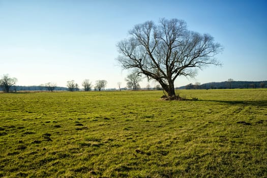 lonely tree on field in winter
