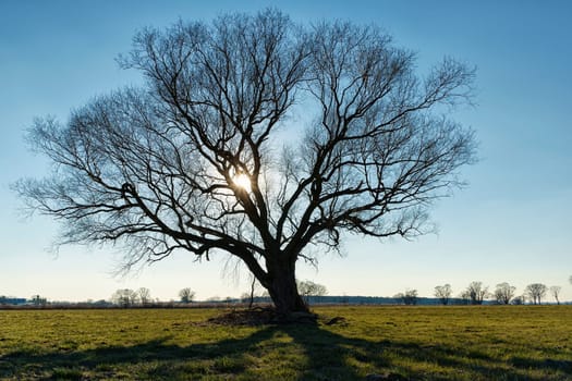 lonely tree on field in winter