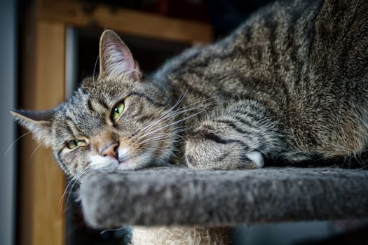 young tabby cat relaxing, european shorthair cat