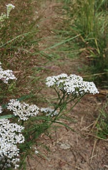 white flowers inflorescence yarrow medicinal plant
