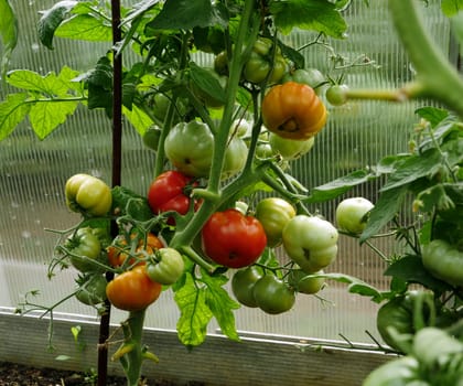 red tomatoes ripen on branches in a greenhouse