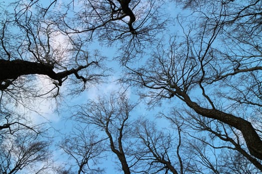 tall bare trees overhead in the blue sky