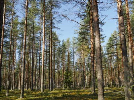 tall pine forest, sunny summer landscape