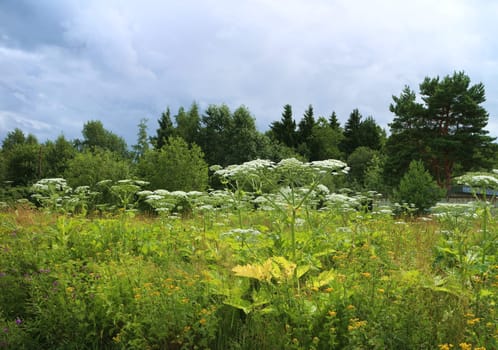 blooming hogweed giant umbrella plants grow on the edge of the forest, meadow