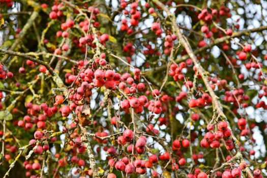 Cherry apple with red fruits - Malus baccata