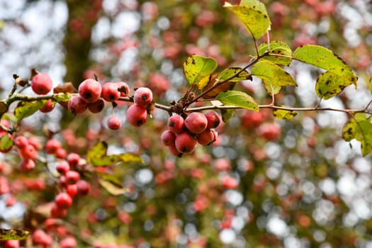 Cherry apple with red fruits - Malus baccata