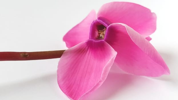 Pink cyclamen flower on a white background. A tender plant is ripped off. Petals turned back, brown stalk, dark core at the flower.