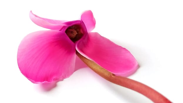 Pink cyclamen flower on a white background. A tender plant is ripped off. Greeting card or congratulation on March 8 or mothers day