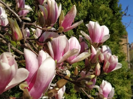 Beautiful blossoming pink flowers and magnolia buds on branches without leaves. Blue sky and sunlight. Wedding invitation or greeting card from March 8. The beginning of spring. Delicate white petals.