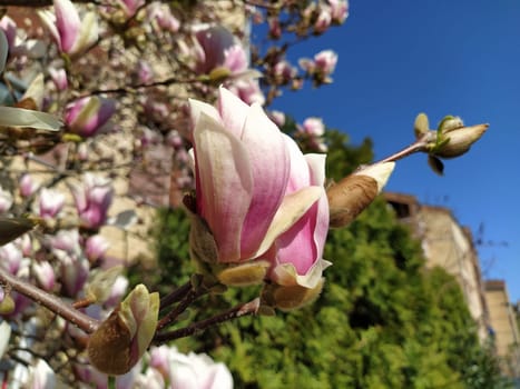 Beautiful blossoming pink flowers and magnolia buds on branches without leaves. Blue sky and sunlight. Wedding invitation or greeting card from March 8. The beginning of spring. Delicate white petals.