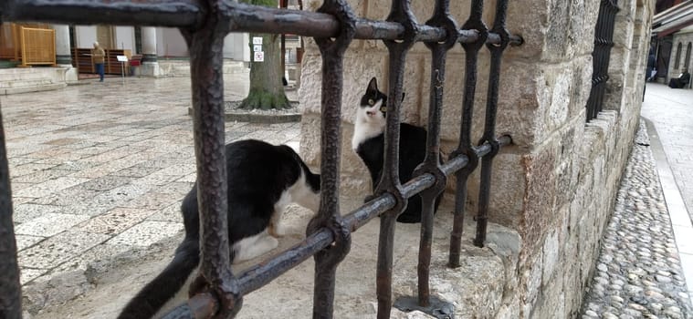 Sarajevo, Bosnia and Herzegovina, 8 March 2020, cats in Sarajevo. Two black and white cats behind a metal grate in the Galeba Mosque. Marble fence with lattice.