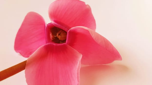 Red cyclamen flower on a white background. A tender plant is ripped off. Greeting card or congratulation on March 8 or mothers day.