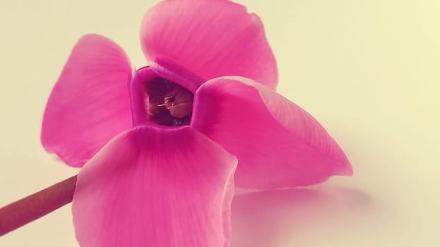 Pink cyclamen flower on a white background. A tender plant is ripped off. Petals turned back, brown stalk, dark core at the flower.
