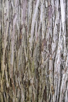 Detail of old tree bark in a forest in nature, environmental protection, climate change
