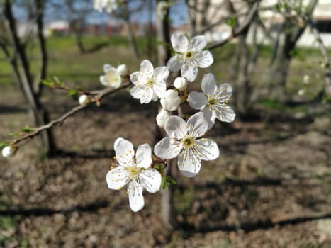 Delicate white flowers of an apple tree. Spring orchard whole in lush blooming white flowers. Pestles and stamens are noticeable. Spring in the garden. Farming. Danger of freezing. Japanese sakura.