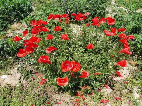 Bush of wild red poppies. Beautiful wildflowers. Blurred background. Poppy field. Delicate poppy petals glisten in the sunlight.