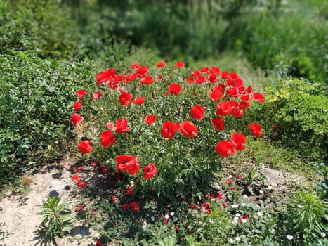 Bush of wild red poppies. Beautiful wildflowers. Blurred background. Poppy field. Delicate poppy petals glisten in the sunlight.