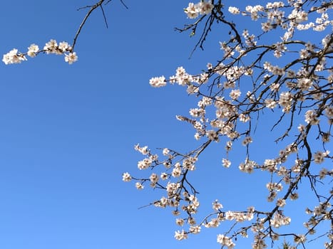 Delicate white flowers of an apple tree. Spring orchard whole in lush blooming white flowers. Pestles and stamens are noticeable. Spring in the garden. Farming. Danger of freezing. Japanese sakura.