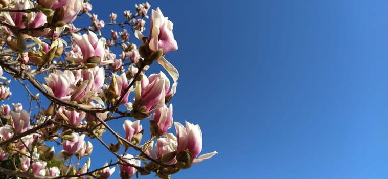 Beautiful blossoming pink flowers and magnolia buds on branches without leaves. Blue sky and sunlight. Wedding invitation or greeting card from March 8. The beginning of spring. Delicate white petals.
