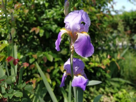 Beautiful purple iris with a white middle. Curved graceful bright flower petals. Green blurred background. Breeding grade of iris. Large blooming bud. Thin long leaves.
