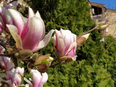 Beautiful blossoming pink flowers and magnolia buds on branches without leaves. Blue sky and sunlight. Wedding invitation or greeting card from March 8. The beginning of spring. Delicate white petals.