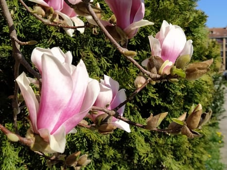Beautiful blossoming pink flowers and magnolia buds on branches without leaves. Blue sky and sunlight. Wedding invitation or greeting card from March 8. The beginning of spring. Delicate white petals.