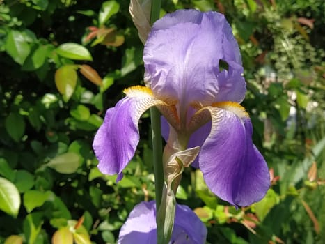 Beautiful purple iris with a white middle. Curved graceful bright flower petals. Green blurred background. Breeding grade of iris. Large blooming bud. Thin long leaves.