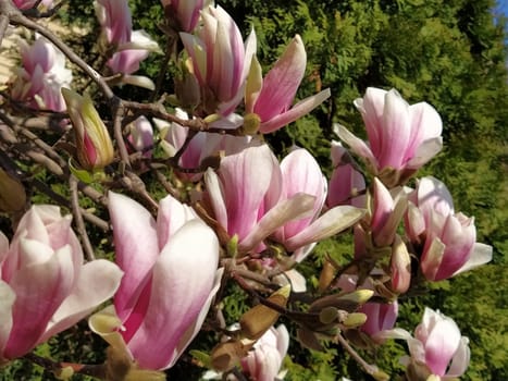 Beautiful blossoming pink flowers and magnolia buds on branches without leaves. Blue sky and sunlight. Wedding invitation or greeting card from March 8. The beginning of spring. Delicate white petals.