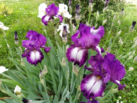 Beautiful purple iris with a white middle. Curved graceful bright flower petals. Green blurred background. Breeding grade of iris. Large blooming bud. Thin long leaves.