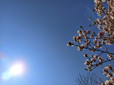 Blooming magnolia tree against blue sky
