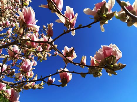 Beautiful blossoming pink flowers and magnolia buds on branches without leaves. Blue sky and sunlight. Wedding invitation or greeting card from March 8. The beginning of spring. Delicate white petals.