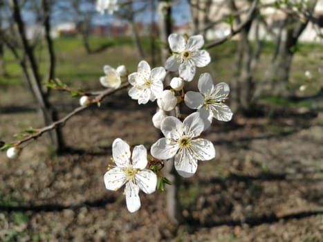 Delicate white flowers of an apple tree. Spring orchard whole in lush blooming white flowers. Pestles and stamens are noticeable. Spring in the garden. Farming. Danger of freezing. Japanese sakura.