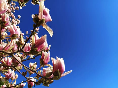Beautiful blossoming pink flowers and magnolia buds on branches without leaves. Blue sky and sunlight. Wedding invitation or greeting card from March 8. The beginning of spring. Delicate white petals.