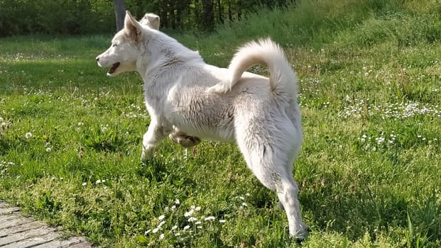 A white dog is playing on a green lawn. A mutt dog runs and jumps on the field. A satisfied pet enjoys life and freedom. Homeless animals on the street. City Park. Sunny weather. Green grass on the lawn.