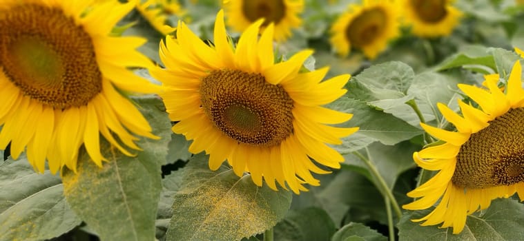Field of blooming sunflowers. Beautiful yellow large flowers with a dark middle. Agricultural concept. Large green leaves with yellow pollen fallen on them. Landscape or panorama.