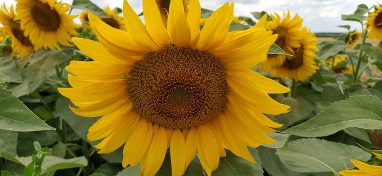 Field of blooming sunflowers. Beautiful yellow large flowers with a dark middle. Agricultural concept. Large green leaves with yellow pollen fallen on them. Landscape or panorama.