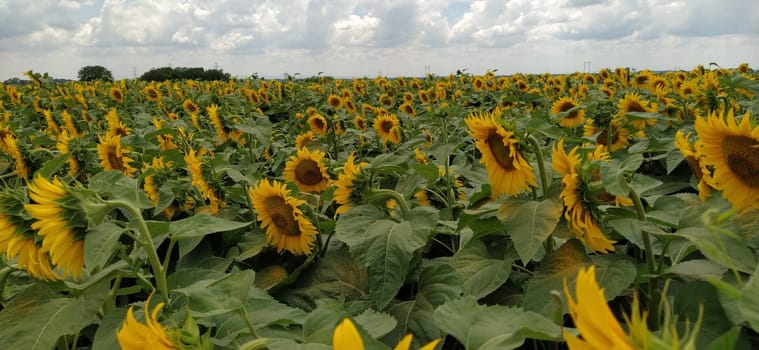 Field of blooming sunflowers. Beautiful yellow large flowers with a dark middle. Agricultural concept. Large green leaves with yellow pollen fallen on them