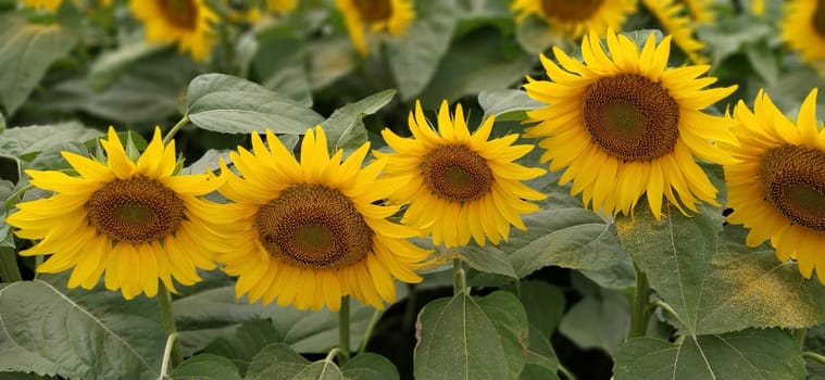 Field of blooming sunflowers. Beautiful yellow large flowers with a dark middle. Agricultural concept. Large green leaves with yellow pollen fallen on them. Landscape or panorama.