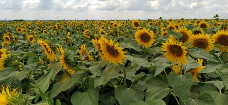 Field of blooming sunflowers. Beautiful yellow large flowers with a dark middle. Agricultural concept. Large green leaves with yellow pollen fallen on them. Landscape or panorama.