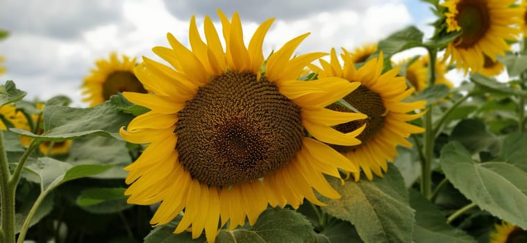 Field of blooming sunflowers. Beautiful yellow large flowers with a dark middle. Agricultural concept. Large green leaves with yellow pollen fallen on them. Landscape or panorama.