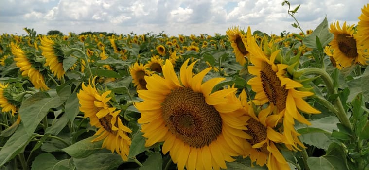 Field of blooming sunflowers. Beautiful yellow large flowers with a dark middle. Agricultural concept. Large green leaves with yellow pollen fallen on them. Landscape or panorama.