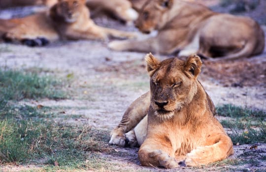Lion (Panthera leo), Moremi Wildlife Reserve, Ngamiland, Botswana, Africa