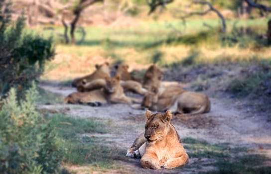 Lion (Panthera leo), Moremi Wildlife Reserve, Ngamiland, Botswana, Africa