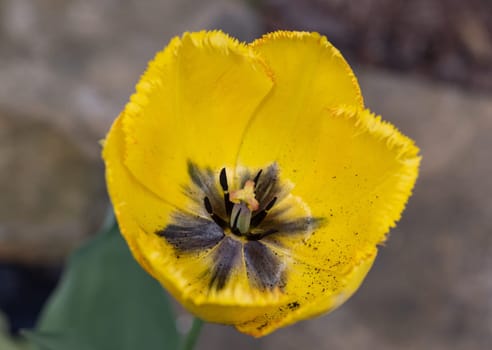 Yellow tulip flower blooming in a garden