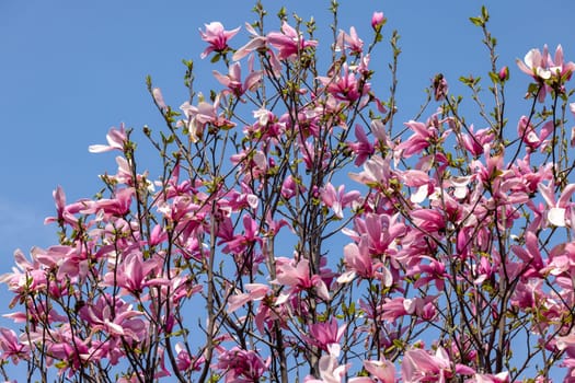 Beautiful magnolia tree blossom in spring. Pink magnolia flowers on a tree branch.