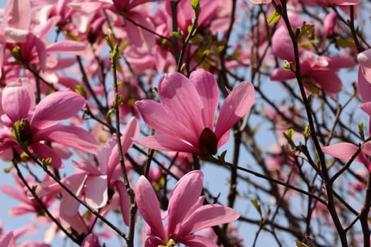 Beautiful magnolia tree blossom in spring. Pink magnolia flowers on a tree branch.