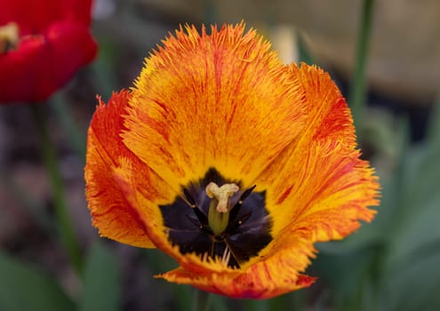 Yellow and orange tulips flowers blooming in a garden