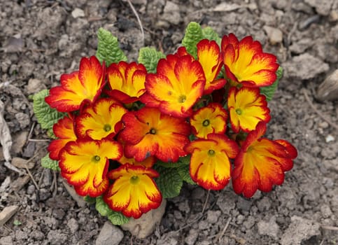 Orange and yellow English Primrose - Latin name - Primula Polyanthus hybrids